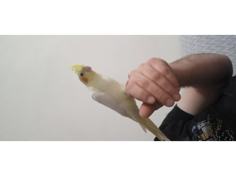 Ele alışkın 7 aylık sultan papağanı