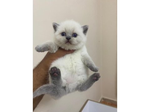 Teslime hazır point bebek british shorthair