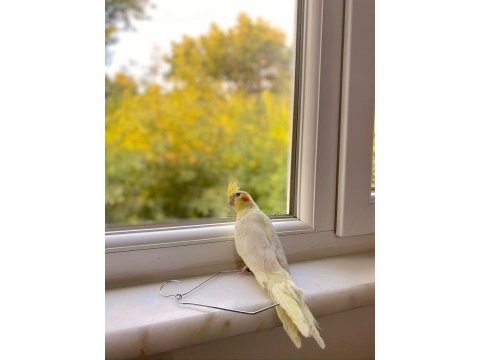 Sarışın ele alışık sevimli sultan papağanı