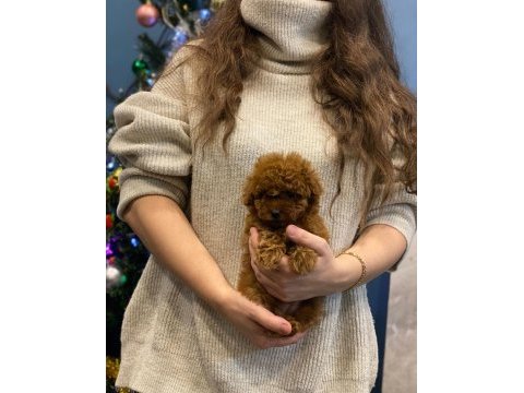 Ev doğumu toy poodle bebekler