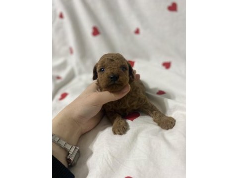 Toy poodle bebekler yılbaşına hazır