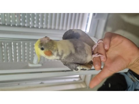 Ele kola alışık 3 aylık sultan papağanı fiyat uygun