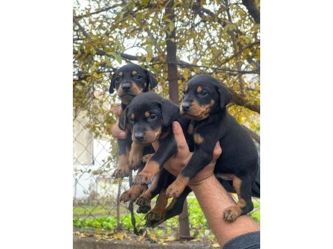 Rottweiler bebeklerimiz hazır