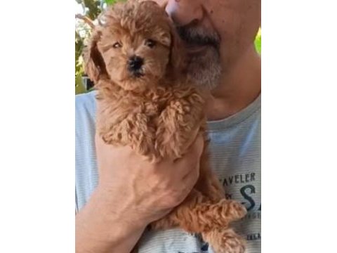 Anne altından orjinal poodle bebekler