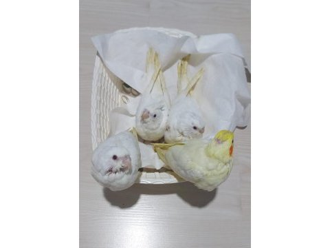 El besleme sultan papağanı yavrular