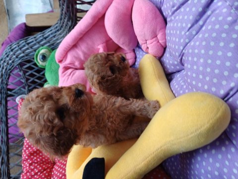 Toy poodle bebekleri