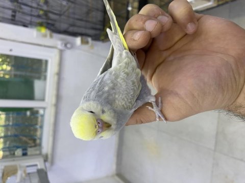 Erkek 30 günlük yavru muhabbet kuşu