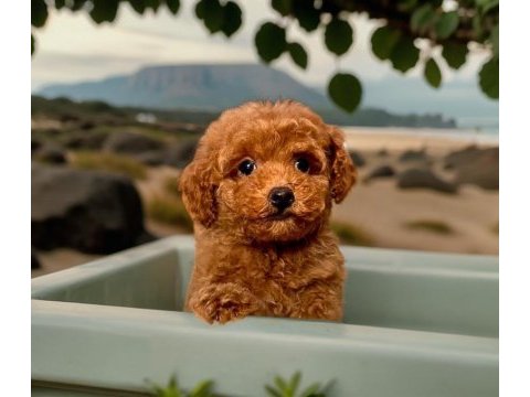 Safkan ırk garantili toy poodle yavrularımız mevcuttur