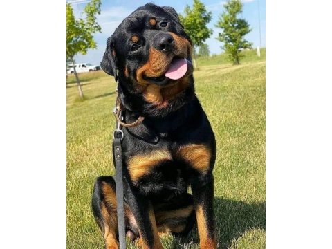 A şecereli rottweiler yavrular