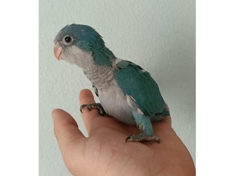 Efsane renk bebek monk papağanları