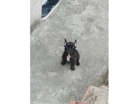 Siyah sevimli french bulldog bebekler