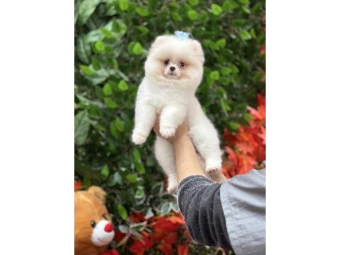 Safkan orjinal şecereli pomeranian boo