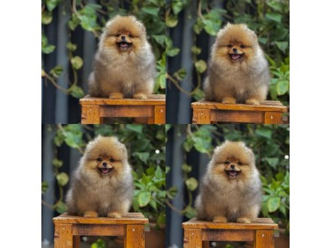 Pomeranian boo ayı surat mersin