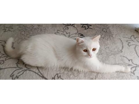 British shorthair kedimize yeni yuva arıyoruz