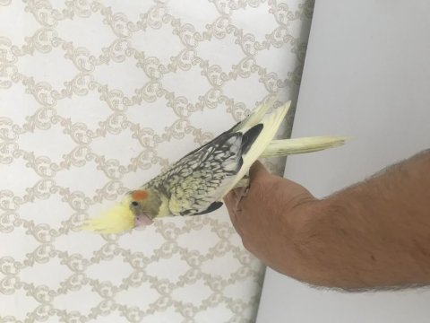 Yavru pied sultan papağanı