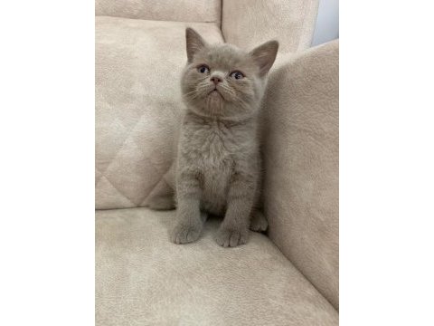 Fawn rengi safkan ayı surat top kafa british shorthair