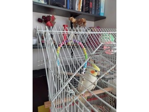 1 dişi ve 1 erkek sultan papağanı kafes ve yuvalık