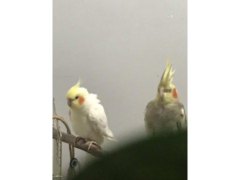 İki yavru büyüten genç sultan papağanı çifti