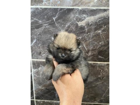 Orjinal ayı surat pomeranian boo yavrular