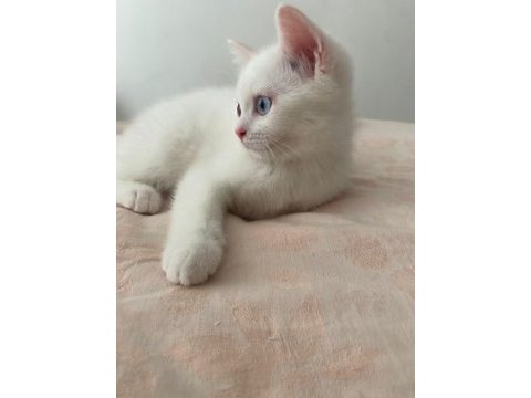 3 aylık renkli gözlü güzel scottish bebeğimiz
