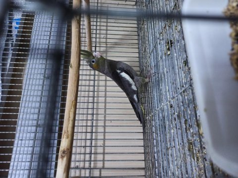 Takım ve yavru kuşlar yerli sultan papağanı mevcut