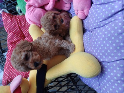 Toy poodle bebekleri