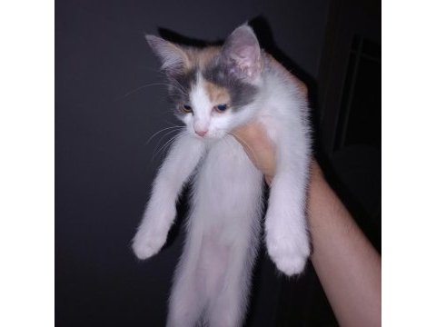 3 aylık yavru calico kedisi