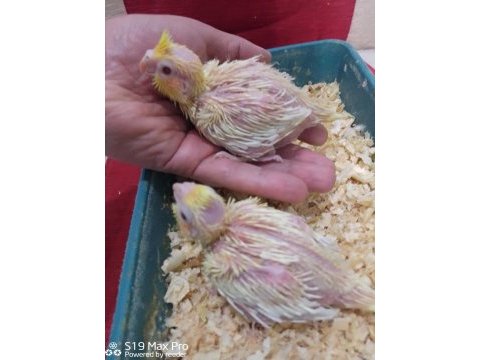 Lutino sultan papağanı bebekler
