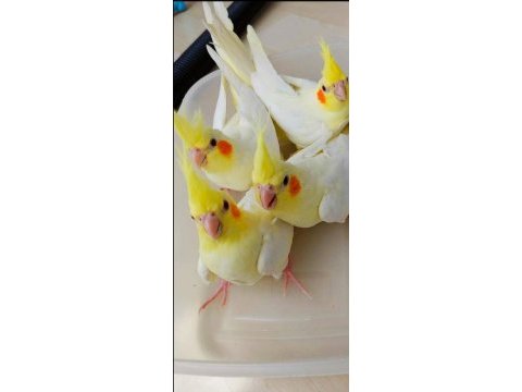 Full evcil 55 günlük lutino sultan papağanı bebekler
