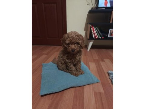 Toy poodle dişi 3 aylık