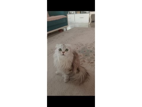 Scottish longhair silver dişi kedimi sahiplendiriyorum