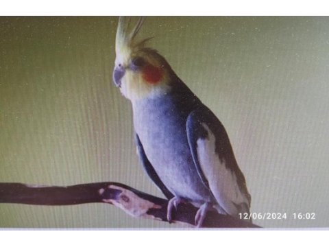 Ücretsiz sultan papağanı