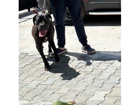 Cane corso yeni yuvasını arıyor