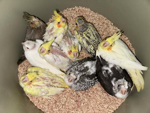 Bebek sultan papağanlar