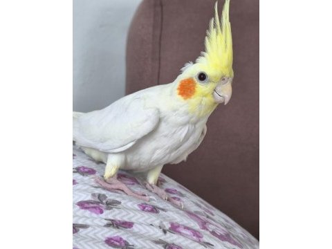 3.5 aylik lutino yavru sultan papağanı