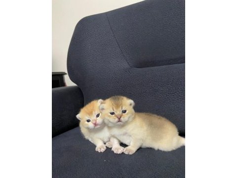 Golden scottish fold yavrular