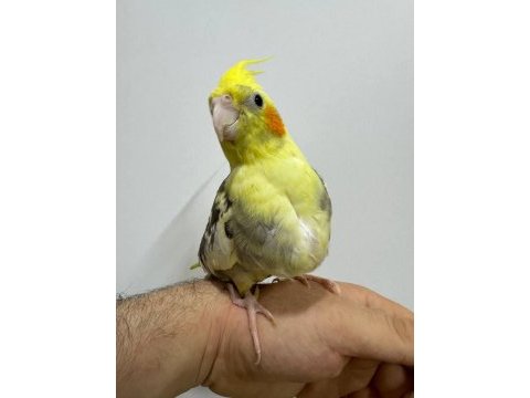 Eğitimli yavru sultan papağanları 2