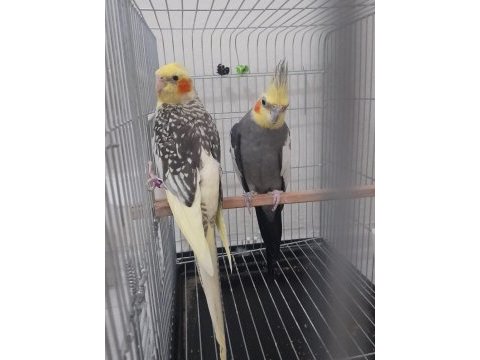 Tecrübeli sultan papağanı takımlar