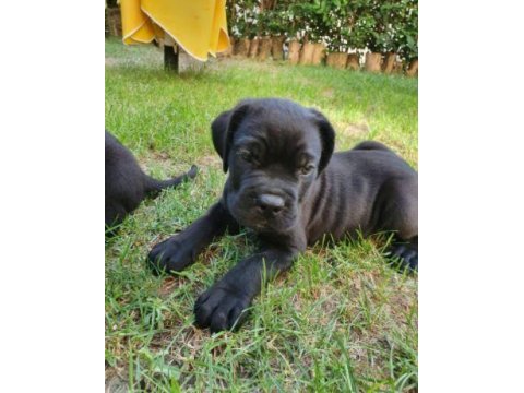 Irk ve sağlık garantili cane corso yavrular | tacedpet