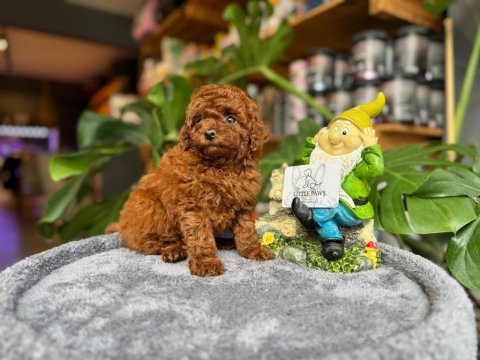 Littlepaws farkı ile teacup toy poodle bebekler