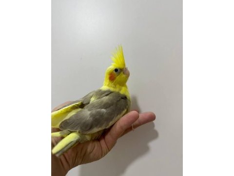 Eğitimli yavru sultan papağanları 4