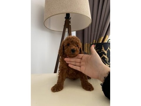 Red brown toy poodle yavrumuz