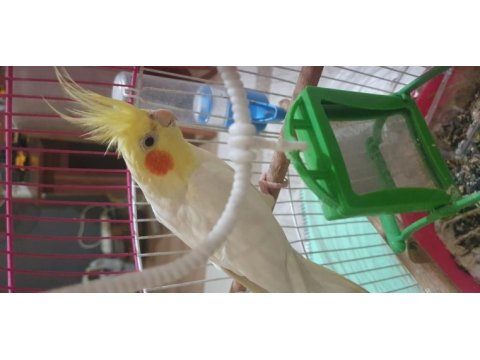 Sarı olan erkek beyaz olan dişi sultan papağanı