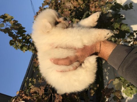 Ayı surat pomeranian boo bebekler