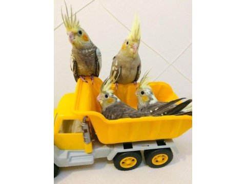 2024 full evcil antalya yavru sultan papağanları