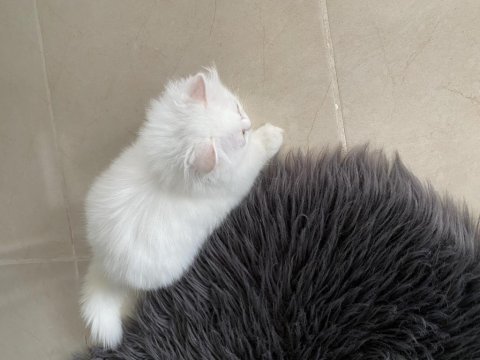 3 aylık minik british longhair yavrumuz