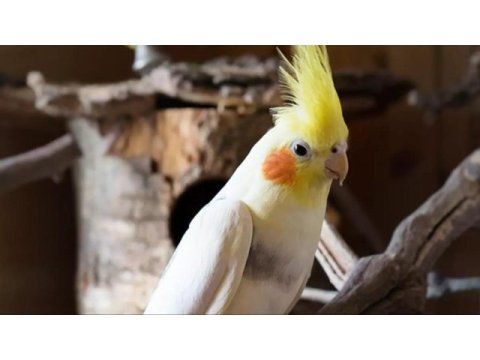 Genç sultan papağanı kuslar