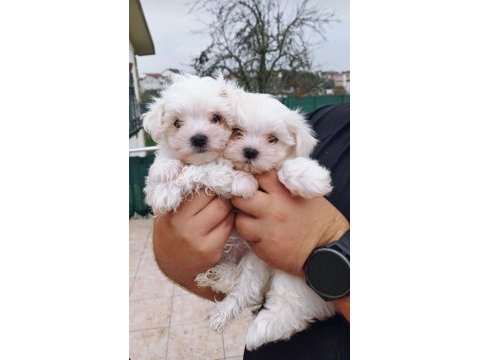 Üst kalite maltese terrier yavrularımız