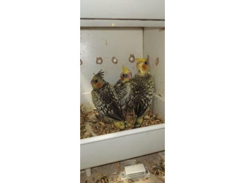 Evcil uysal ele alışık konuşan sultan papağanı yavrular