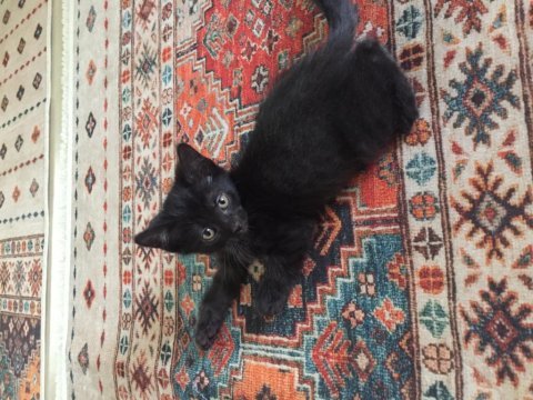 Scottish siyam kırması hem erkek hem dişi siyah kedimiz